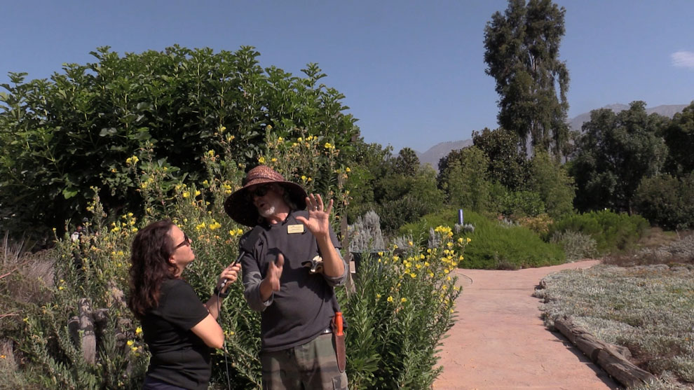 John Latsko is an Interpretive Horticulturist and the steward of Crescent Farm LA Arboretum being interview by Christine Zito of Arcadia FYI